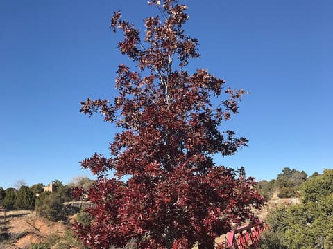 Texas red oak (Quercus buckleyi) young tree in deep red fall color against a clear blue sky