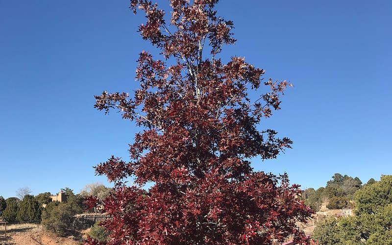 Texas red oak (Quercus buckleyi) young tree in deep red fall color against a clear blue sky