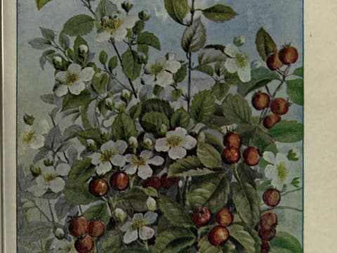 Three-flower hawthorn (Crataegus triflora) painted branches with white flowers and round red haws