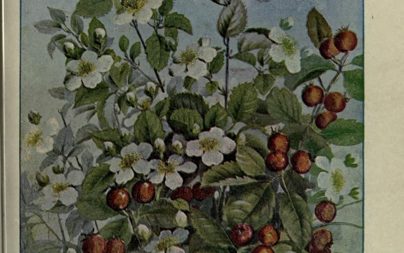Three-flower hawthorn (Crataegus triflora) painted branches with white flowers and round red haws