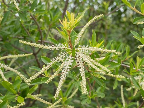 Titi (Cyrilla racemiflora) slender sprays of small white flowers radiating from a leafy shoot
