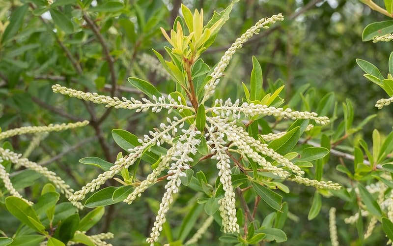 Titi (Cyrilla racemiflora) slender sprays of small white flowers radiating from a leafy shoot