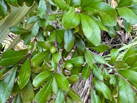 Tough bully (Sideroxylon tenax) glossy oval leaves and clusters of green unripe fruit on a branch