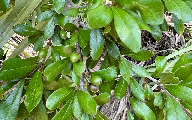 Tough bully (Sideroxylon tenax) glossy oval leaves and clusters of green unripe fruit on a branch