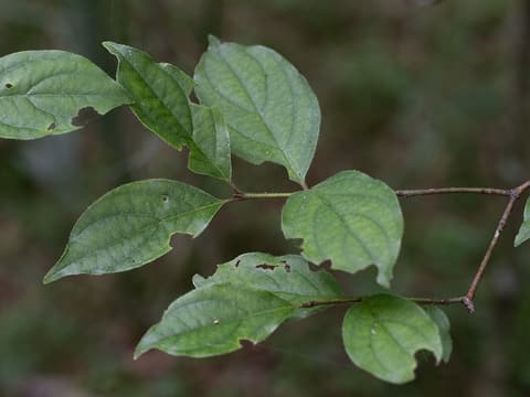 Toughleaf dogwood (Cornus asperifolia) leafy branch with oval, pointed leaves in opposite pairs