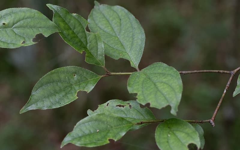 Toughleaf dogwood (Cornus asperifolia) leafy branch with oval, pointed leaves in opposite pairs