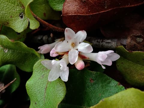Trailing arbutus (Epigaea repens) cluster of pink-flushed white flowers among leathery leaves