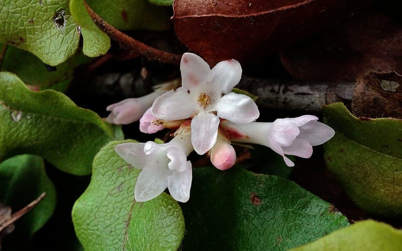 Trailing arbutus (Epigaea repens) cluster of pink-flushed white flowers among leathery leaves