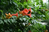 Trumpet creeper (Campsis radicans) clusters of orange-red trumpet flowers and buds among pinnate leaves