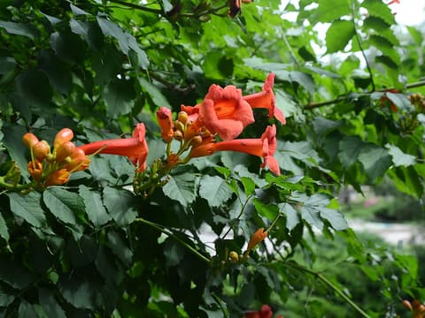 Trumpet creeper (Campsis radicans) clusters of orange-red trumpet flowers and buds among pinnate leaves