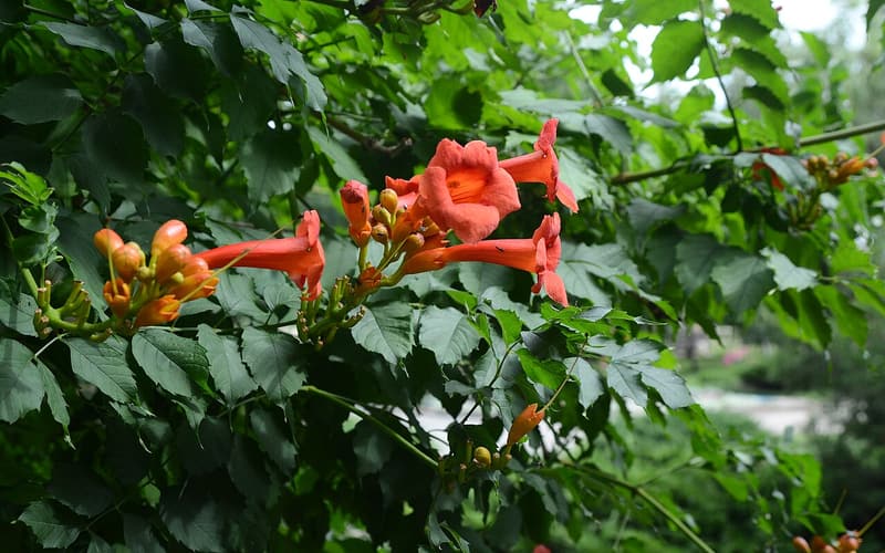 Trumpet creeper (Campsis radicans) clusters of orange-red trumpet flowers and buds among pinnate leaves