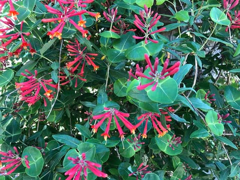 Trumpet honeysuckle (Lonicera sempervirens) red tubular flowers with yellow tips among rounded leaves