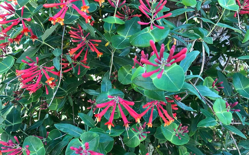 Trumpet honeysuckle (Lonicera sempervirens) red tubular flowers with yellow tips among rounded leaves