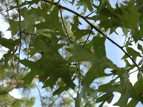 Turkey oak (Quercus laevis) deeply lobed turkey-foot leaves against the sky beside a pine
