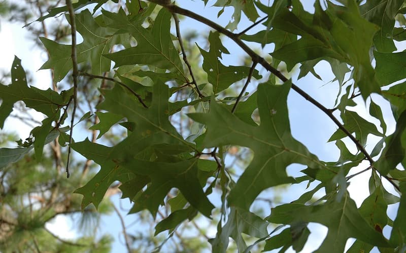 Turkey oak (Quercus laevis) deeply lobed turkey-foot leaves against the sky beside a pine