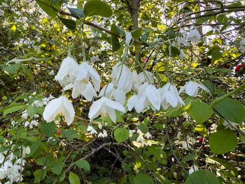Two-wing silverbell (Halesia diptera) branch hung with white, deeply lobed flowers in spring
