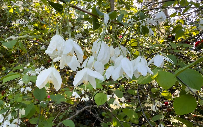 Two-wing silverbell (Halesia diptera) branch hung with white, deeply lobed flowers in spring