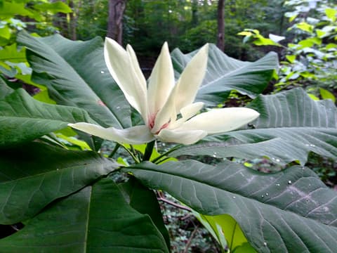 Umbrella magnolia (Magnolia tripetala) creamy white flower above a whorl of long leaves