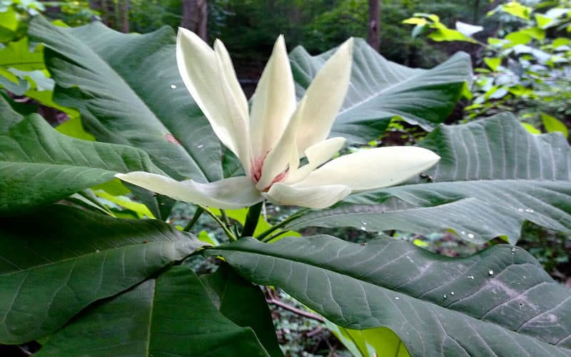 Umbrella magnolia (Magnolia tripetala) creamy white flower above a whorl of long leaves
