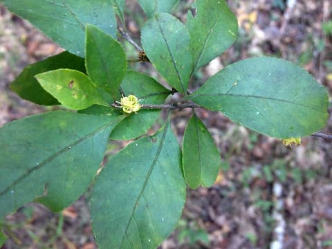 Upland swamp privet (Forestiera ligustrina) small yellow flower clusters among oval leaves in late summer