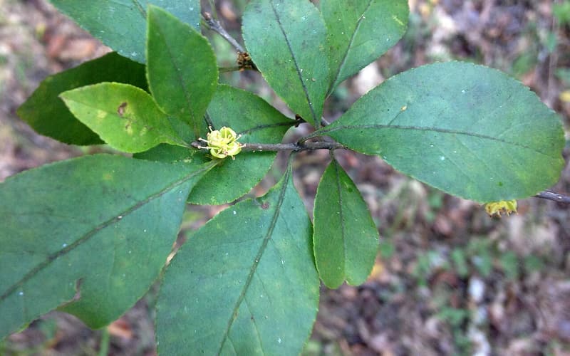 Upland swamp privet (Forestiera ligustrina) small yellow flower clusters among oval leaves in late summer