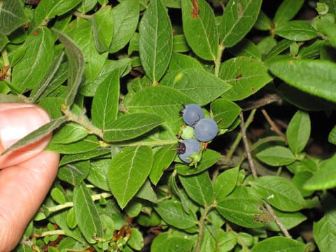 Velvetleaf blueberry (Vaccinium myrtilloides) a cluster of frosty blue berries among narrow green leaves