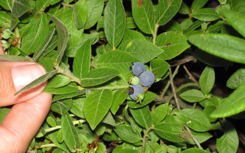 Velvetleaf blueberry (Vaccinium myrtilloides) a cluster of frosty blue berries among narrow green leaves