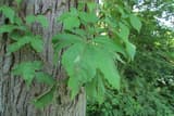 Virginia creeper (Parthenocissus quinquefolia) five-leaflet leaves on a vine climbing a shagbark hickory trunk