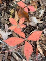 Virginia creeper (Parthenocissus quinquefolia) leaf of five toothed leaflets in red fall color on the forest floor