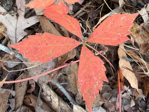 Virginia creeper (Parthenocissus quinquefolia) leaf of five toothed leaflets in red fall color on the forest floor