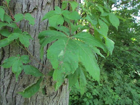 Virginia creeper (Parthenocissus quinquefolia) five-leaflet leaves on a vine climbing a shagbark hickory trunk