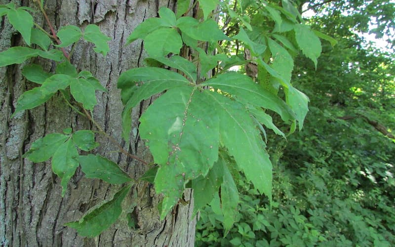 Virginia creeper (Parthenocissus quinquefolia) five-leaflet leaves on a vine climbing a shagbark hickory trunk