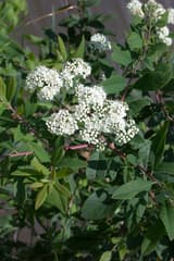 Virginia spiraea (Spiraea virginiana) rounded clusters of tiny cream-white flowers among leaves