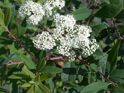 Virginia spiraea (Spiraea virginiana) rounded clusters of tiny cream-white flowers among leaves