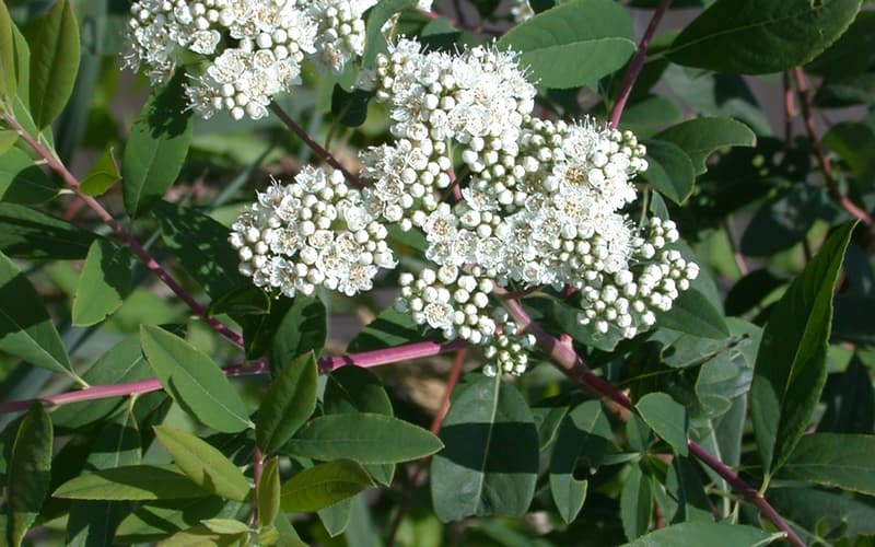 Virginia spiraea (Spiraea virginiana) rounded clusters of tiny cream-white flowers among leaves