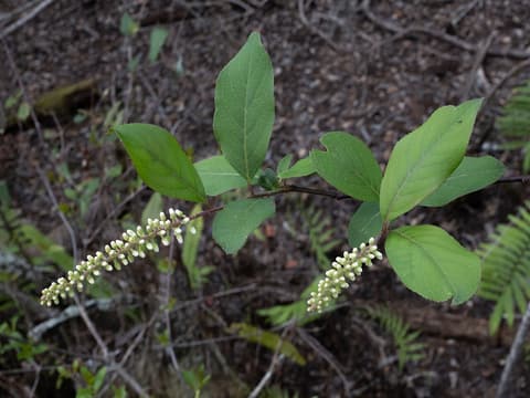 Virginia sweetspire (Itea virginica) branch with two white flower spikes and oval leaves in open woods