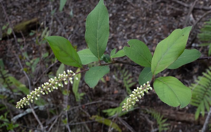 Virginia sweetspire (Itea virginica) branch with two white flower spikes and oval leaves in open woods