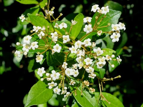 Walter's viburnum (Viburnum obovatum) cluster of small white flowers among glossy leaves