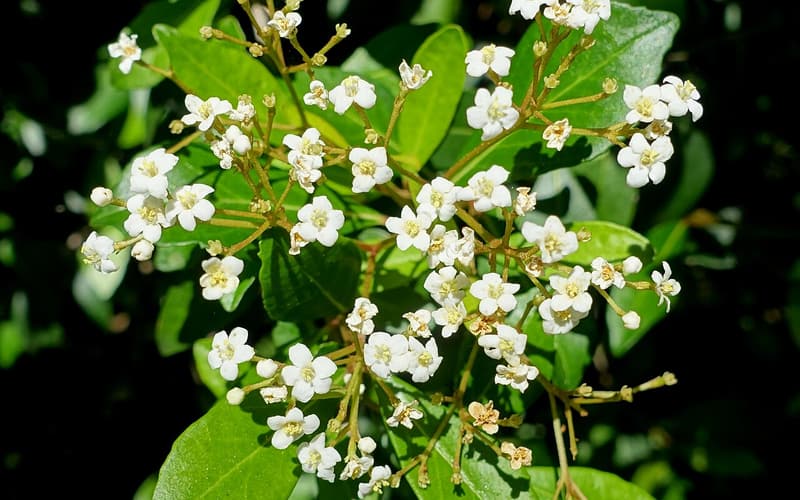 Walter's viburnum (Viburnum obovatum) cluster of small white flowers among glossy leaves