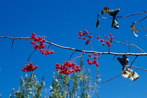 Washington Hawthorn (Crataegus phaenopyrum)
