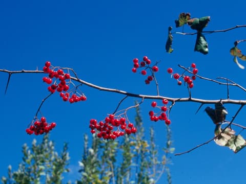 Washington hawthorn (Crataegus phaenopyrum) red berry clusters on bare branches against a blue sky