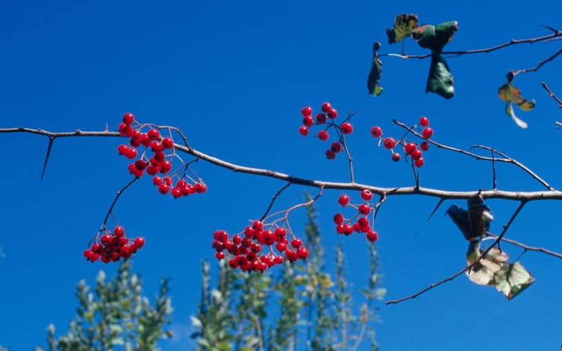 Washington hawthorn (Crataegus phaenopyrum) red berry clusters on bare branches against a blue sky