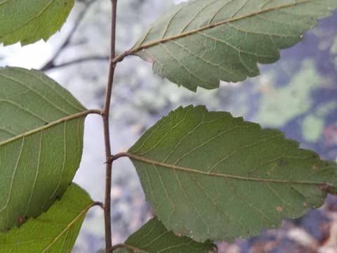 Water elm (Planera aquatica) leaves, pale beneath, alternating along a slender zigzag twig