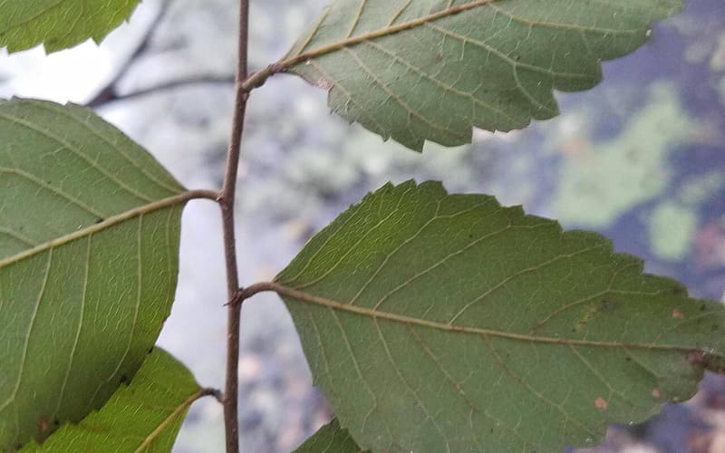 Water elm (Planera aquatica) leaves, pale beneath, alternating along a slender zigzag twig