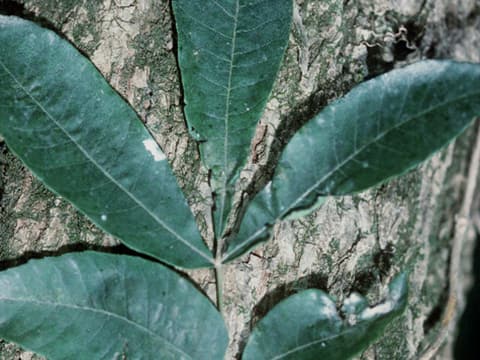 Water hickory (Carya aquatica) compound leaf of narrow, pointed leaflets against the scaly bark