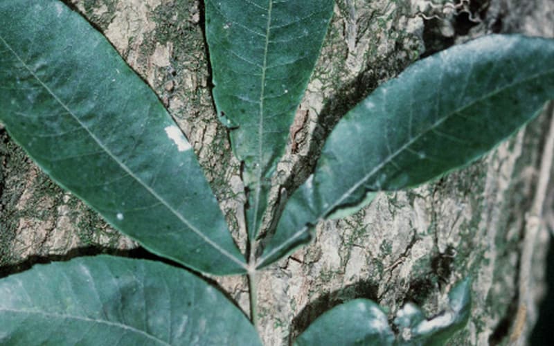 Water hickory (Carya aquatica) compound leaf of narrow, pointed leaflets against the scaly bark