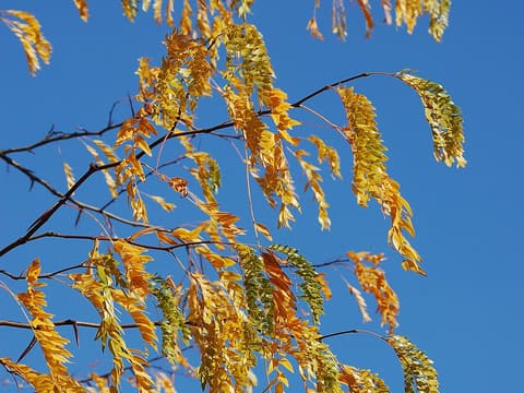 Water locust (Gleditsia aquatica) yellow fall leaves of fine, feathery leaflets against a blue sky