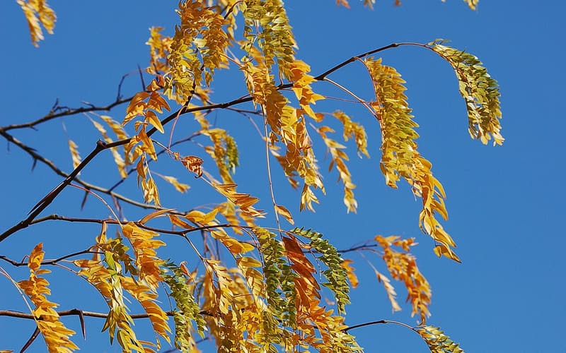 Water locust (Gleditsia aquatica) yellow fall leaves of fine, feathery leaflets against a blue sky