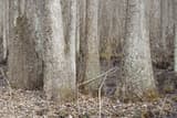Water tupelo (Nyssa aquatica) gray trunks swelling into broad bases on a swamp floor in winter