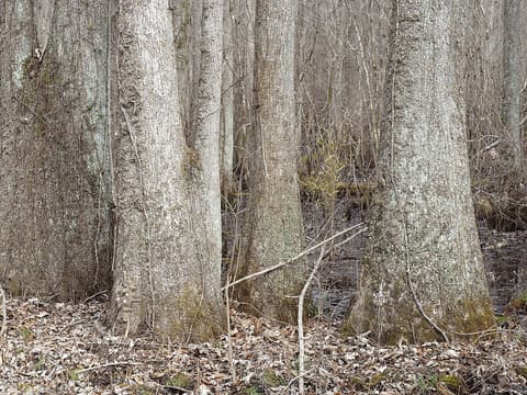 Water tupelo (Nyssa aquatica) gray trunks swelling into broad bases on a swamp floor in winter